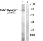 Phospho-Synapsin 1 (Ser62) Antibody in Western Blot (WB)