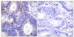 Phospho-p23 (Ser113) Antibody in Immunohistochemistry (Paraffin) (IHC (P))