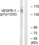 Phospho-VEGF Receptor 1 (Tyr1333) Antibody in Western Blot (WB)