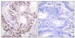 Phospho-Cdc25C (Thr48) Antibody in Immunohistochemistry (Paraffin) (IHC (P))