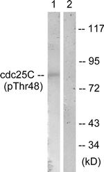 Phospho-Cdc25C (Thr48) Antibody in Western Blot (WB)
