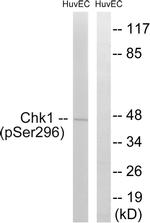 Phospho-CHK1 (Ser296) Antibody in Western Blot (WB)