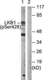 Phospho-LKB1 (Ser428) Antibody in Western Blot (WB)