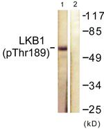 Phospho-LKB1 (Thr189) Antibody in Western Blot (WB)