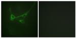 Phospho-mTOR (Ser2481) Antibody in Immunocytochemistry (ICC/IF)