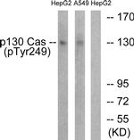 Phospho-p130Cas (Tyr249) Antibody in Western Blot (WB)
