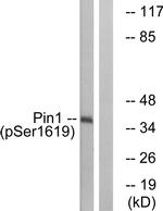 Phospho-PIN1 (Ser16) Antibody in Western Blot (WB)