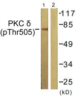 Phospho-PKC delta (Thr505) Antibody in Western Blot (WB)