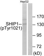 Phospho-SHIP1 (Tyr1021) Antibody in Western Blot (WB)