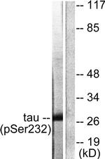 Phospho-14-3-3 theta (Ser232) Antibody in Western Blot (WB)