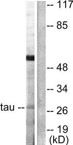 14-3-3 theta Antibody in Western Blot (WB)
