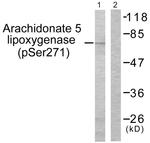 Phospho-ALOX5 (Ser271) Antibody in Western Blot (WB)