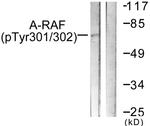 Phospho-A-Raf (Tyr302) Antibody in Western Blot (WB)