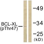 Phospho-Bcl-X (Thr47) Antibody in Western Blot (WB)