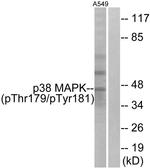 Phospho-p38 MAPK (Thr179, Tyr181) Antibody in Western Blot (WB)