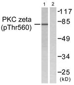 Phospho-PKC zeta (Thr560) Antibody in Western Blot (WB)