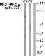 Phospho-PKC mu (Ser205) Antibody in Western Blot (WB)
