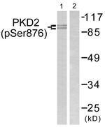 Phospho-PRKD2 (Ser876) Antibody in Western Blot (WB)