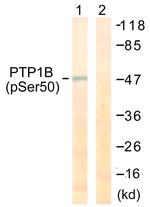 Phospho-PTP1B (Ser50) Antibody in Western Blot (WB)