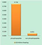 Phospho-RBL1 (Thr369) Antibody
