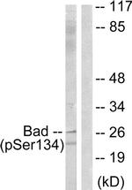 Phospho-BAD (Ser134) Antibody in Western Blot (WB)
