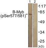 Phospho-B-Myb (Ser577, Ser581) Antibody in Western Blot (WB)