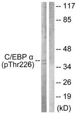 Phospho-C/EBP alpha (Thr226) Antibody in Western Blot (WB)