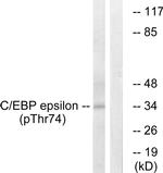 Phospho-C/EBP epsilon (Thr74) Antibody in Western Blot (WB)