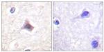 C/EBP epsilon Antibody in Immunohistochemistry (Paraffin) (IHC (P))
