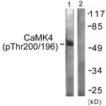 Phospho-CaMKIV (Thr196, Thr200) Antibody in Western Blot (WB)