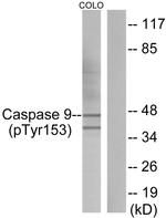 Phospho-Caspase 9 (Tyr153) Antibody in Western Blot (WB)