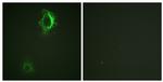 Phospho-CD5 (Tyr453) Antibody in Immunocytochemistry (ICC/IF)