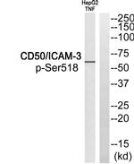 Phospho-ICAM-3 (Ser518) Antibody in Western Blot (WB)