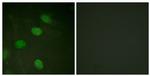 Phospho-c-Jun (Thr231) Antibody in Immunocytochemistry (ICC/IF)