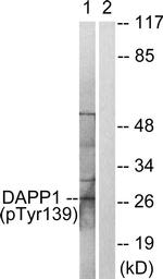 Phospho-DAPP1 (Tyr139) Antibody in Western Blot (WB)