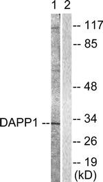 DAPP1 Antibody in Western Blot (WB)