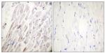 Phospho-Dematin (Ser403) Antibody in Immunohistochemistry (Paraffin) (IHC (P))