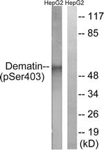 Phospho-Dematin (Ser403) Antibody in Western Blot (WB)