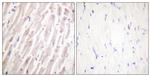 Dematin Antibody in Immunohistochemistry (Paraffin) (IHC (P))