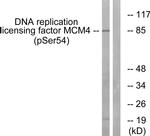 Phospho-MCM4 (Ser54) Antibody in Western Blot (WB)