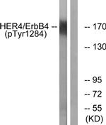 Phospho-ErbB4 (Tyr1284) Antibody in Western Blot (WB)