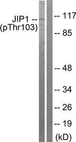 Phospho-JIP1 (Thr103) Antibody in Western Blot (WB)