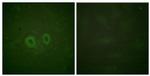RET Antibody in Immunocytochemistry (ICC/IF)
