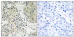 ANO9 Antibody in Immunohistochemistry (Paraffin) (IHC (P))