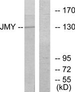 JMY Antibody in Western Blot (WB)