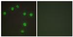 Nkx6.3 Antibody in Immunocytochemistry (ICC/IF)