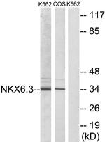 Nkx6.3 Antibody in Western Blot (WB)