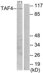 TAF4 Antibody in Western Blot (WB)