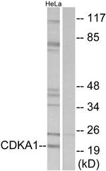 CDK2AP1 Antibody in Western Blot (WB)