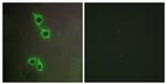 MAST4 Antibody in Immunocytochemistry (ICC/IF)